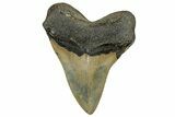 Serrated, Fossil Megalodon Tooth - North Carolina #328835-1